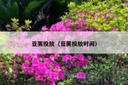 豆荚投放（豆荚投放时间）